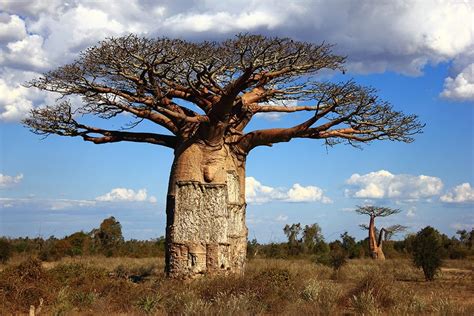 The Miracle of Baobab: How This Natural Ingredient Can Transform Your Beauty Regimen